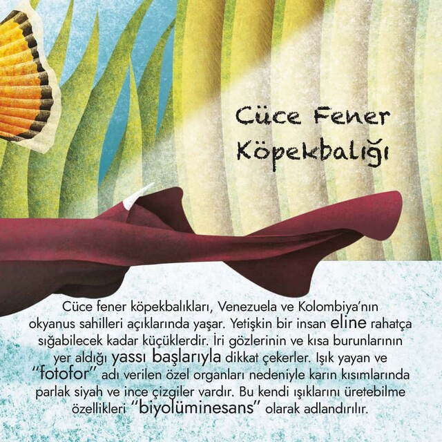 Devasa Deniz Hayvanlarının Büyük Kitabı & Minik Deniz Hayvanlarının Küçük Kitabı - Thumbnail
