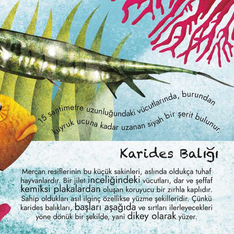 Devasa Deniz Hayvanlarının Büyük Kitabı & Minik Deniz Hayvanlarının Küçük Kitabı