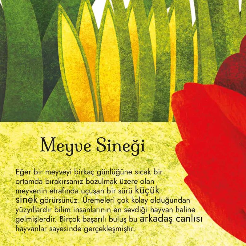 Devasa Hayvanların Büyük Kitabı & Minik Hayvanların Küçük Kitabı